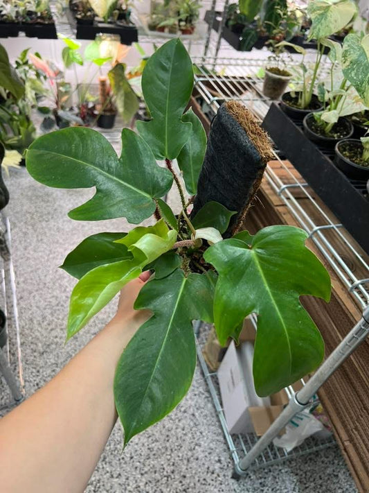 Philodendron Squamiferum "4