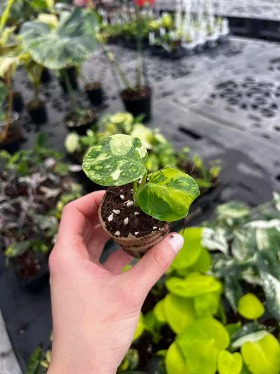 Monstera Electrolyte “2