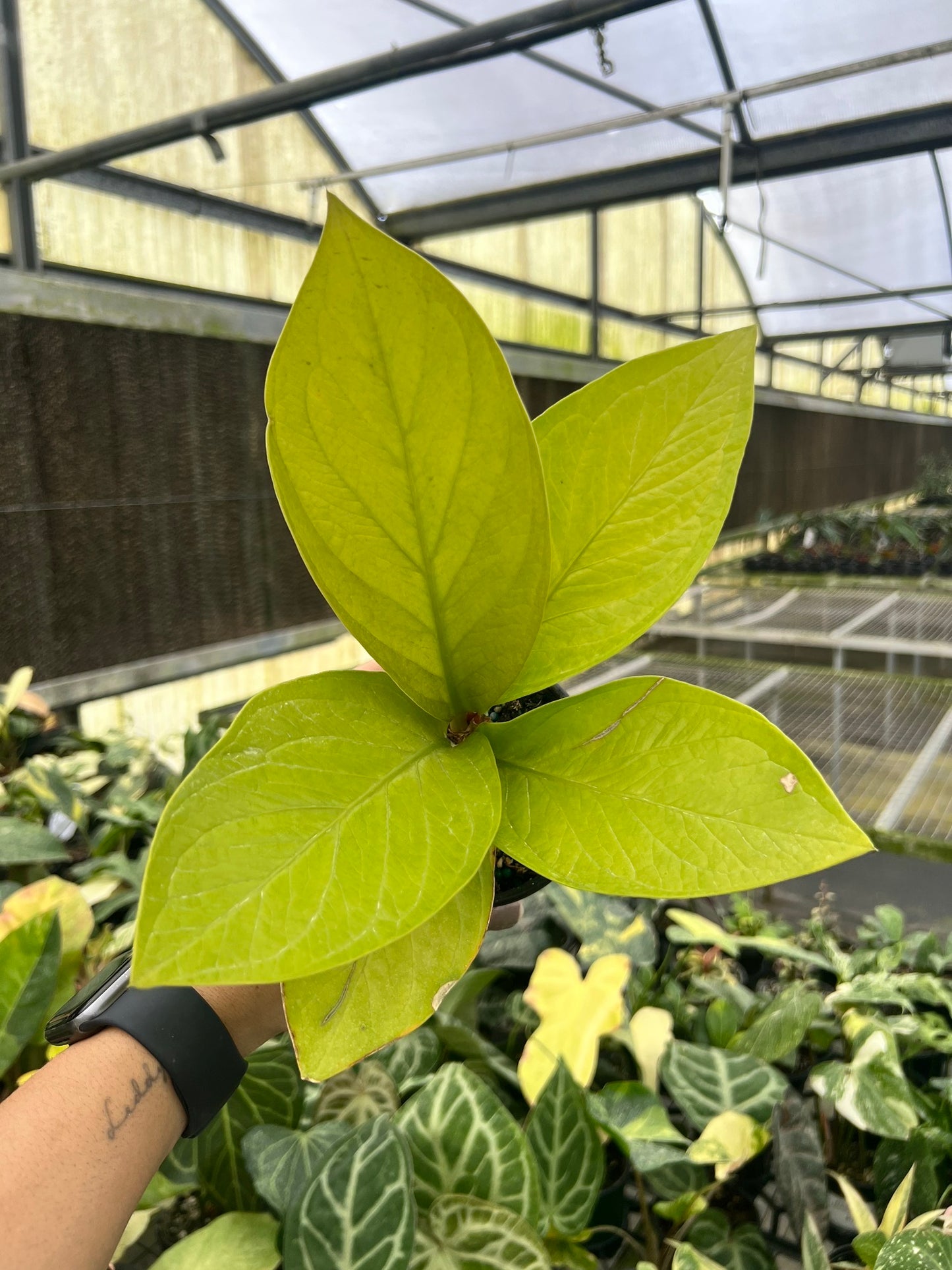 Anthurium King of King “4