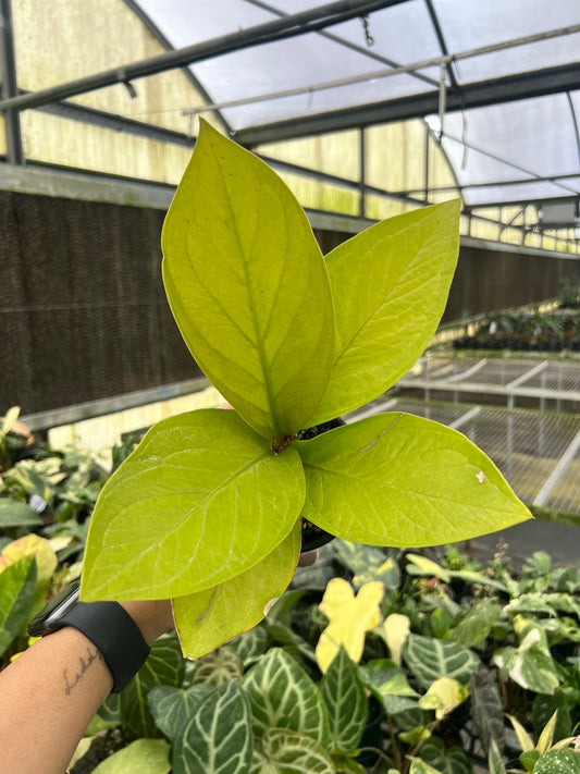 Anthurium King of King “4