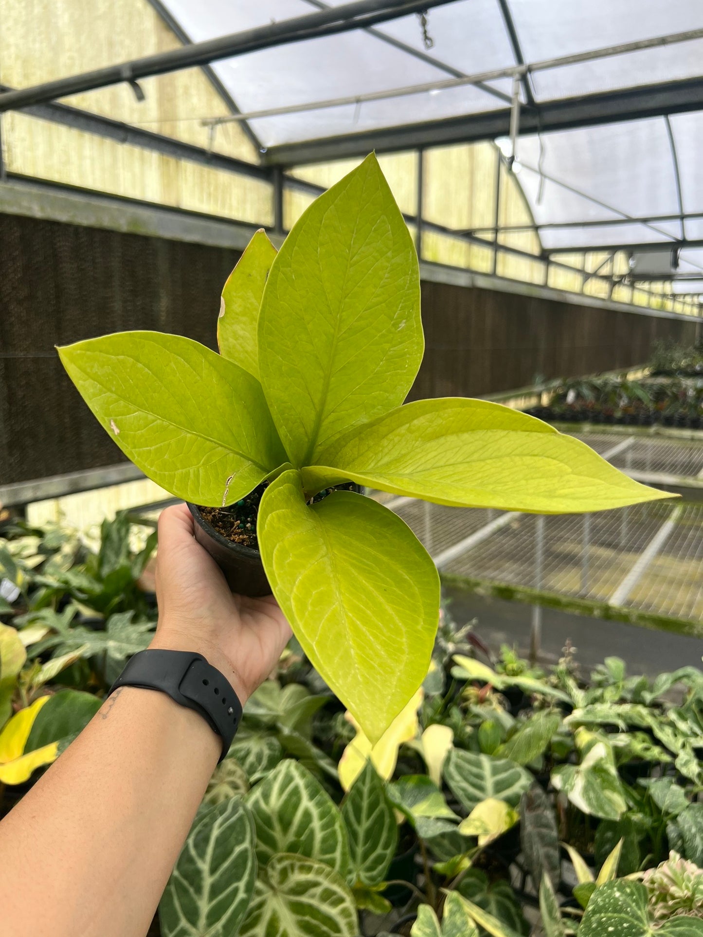 Anthurium King of King “4