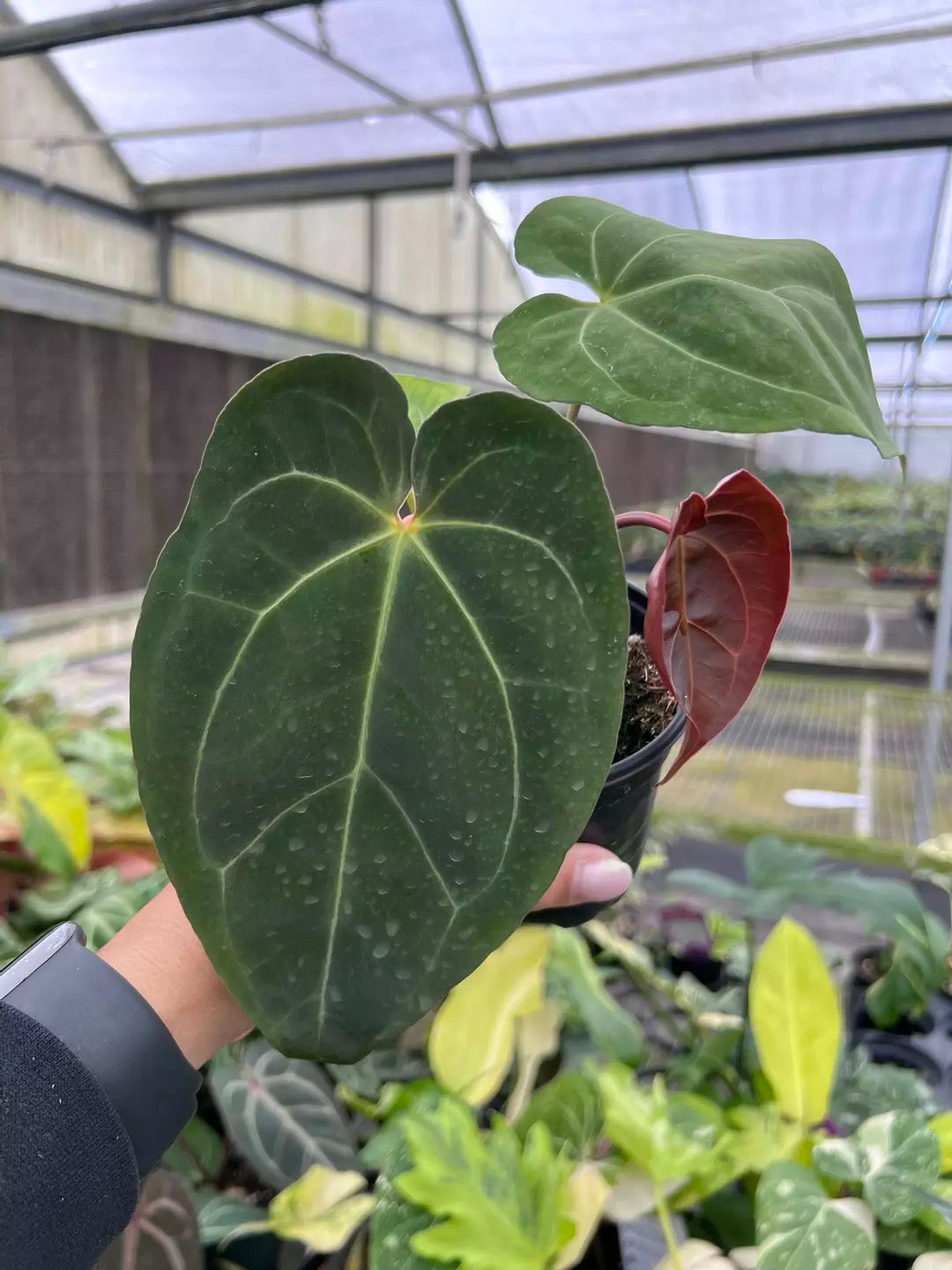 Anthurium Black Velvet X SKG