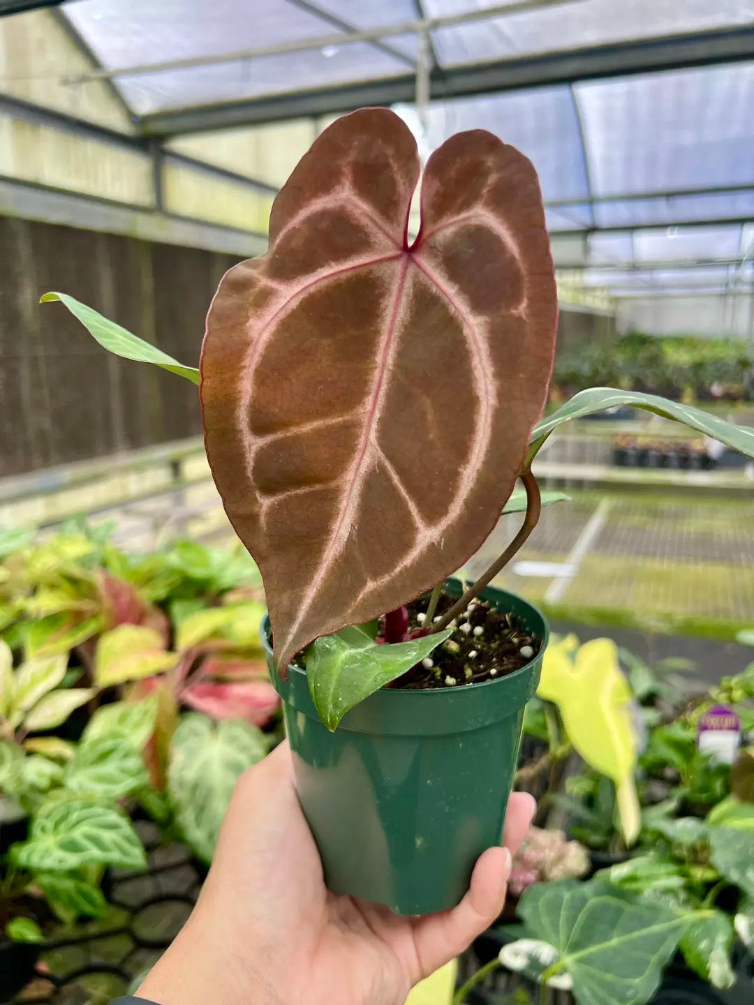 Anthurium SKG silver X Red Crystallinum “4