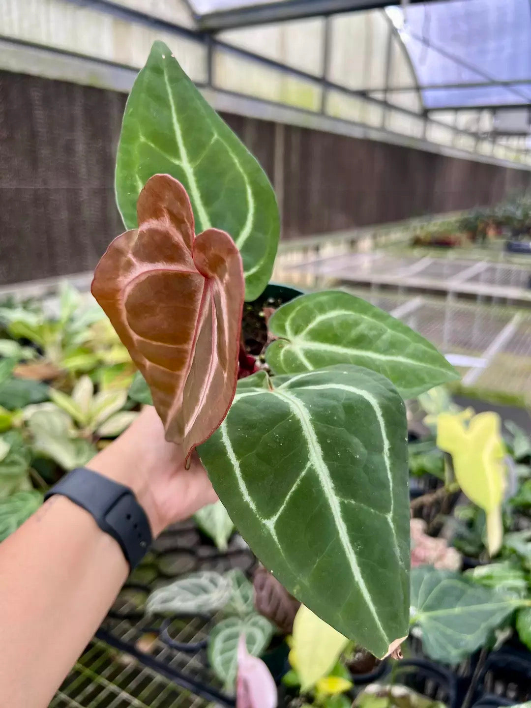 Anthurium SKG silver X Red Crystallinum “4