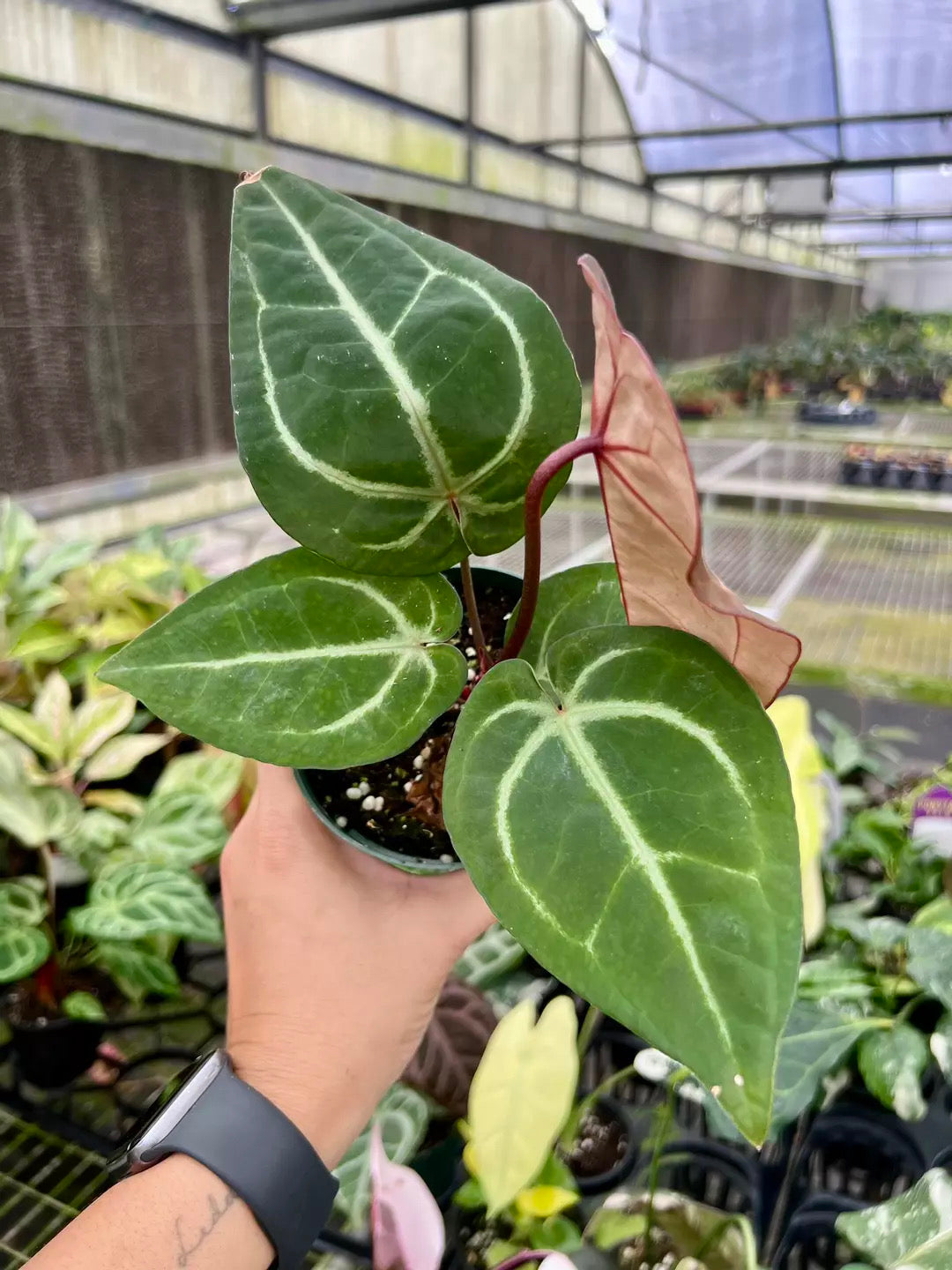 Anthurium SKG silver X Red Crystallinum “4