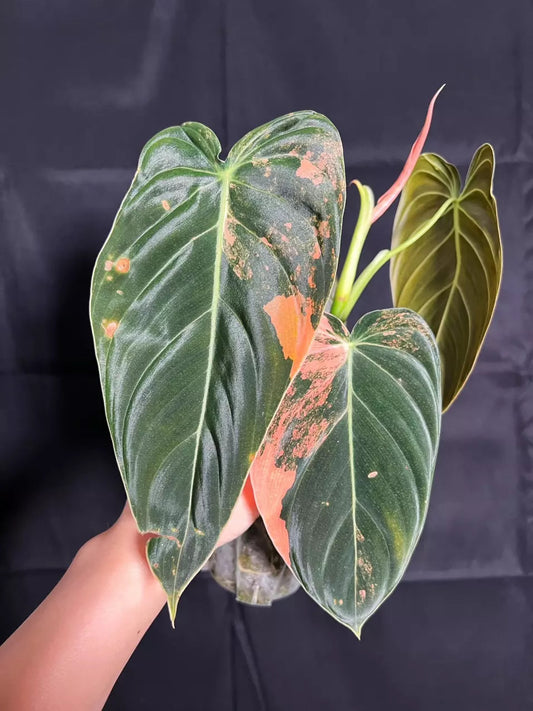 Philodendron Melanochrysum Orange XL