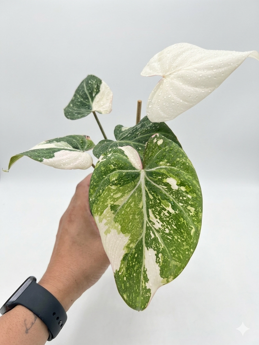 Philodendron Gloriosum Albo Galaxy “4