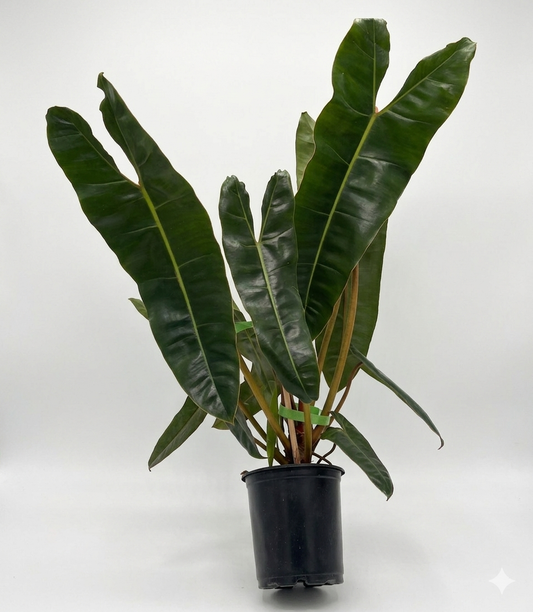 Philodendron Billietiae “7  (Hoja XL)