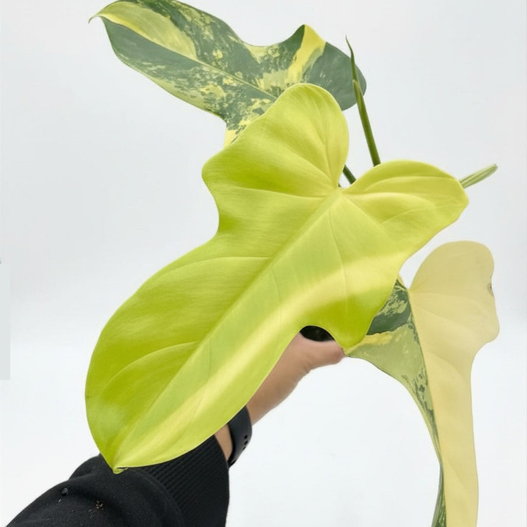 Philodendron Bipennifolium Golden Violin Variegado  "4