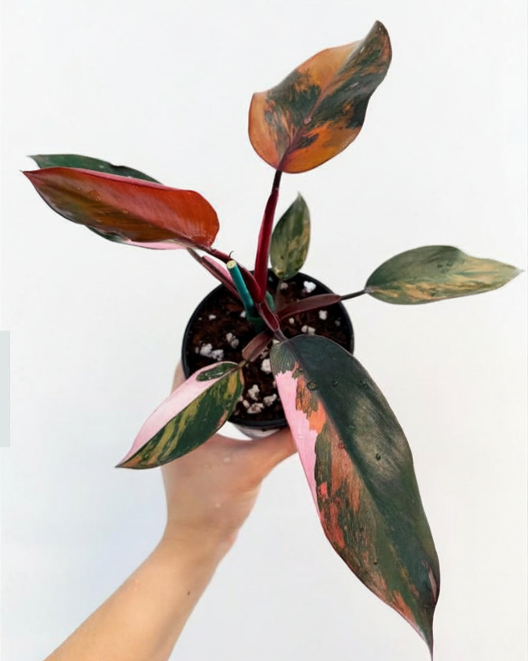 Philodendron Princess of Fire “4
