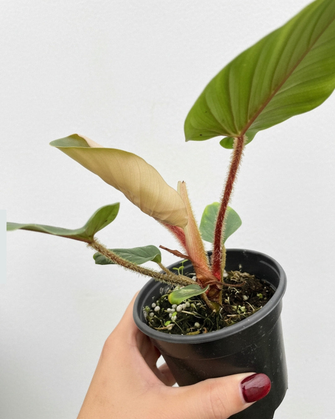 Philodendron Serpens "4