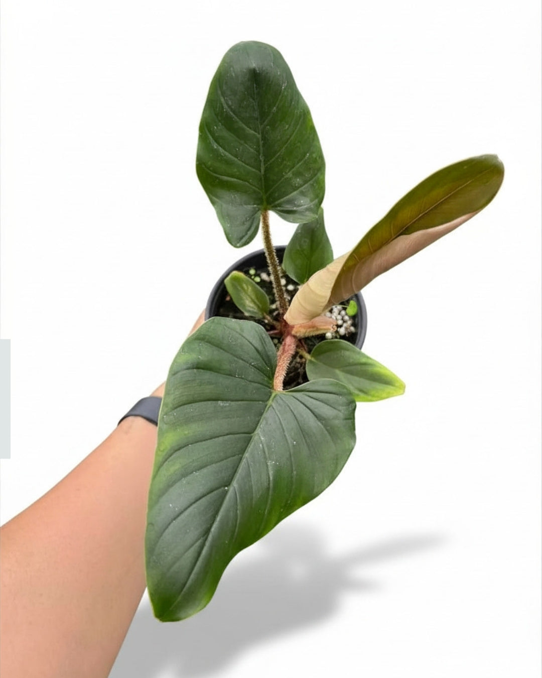Philodendron Serpens "4