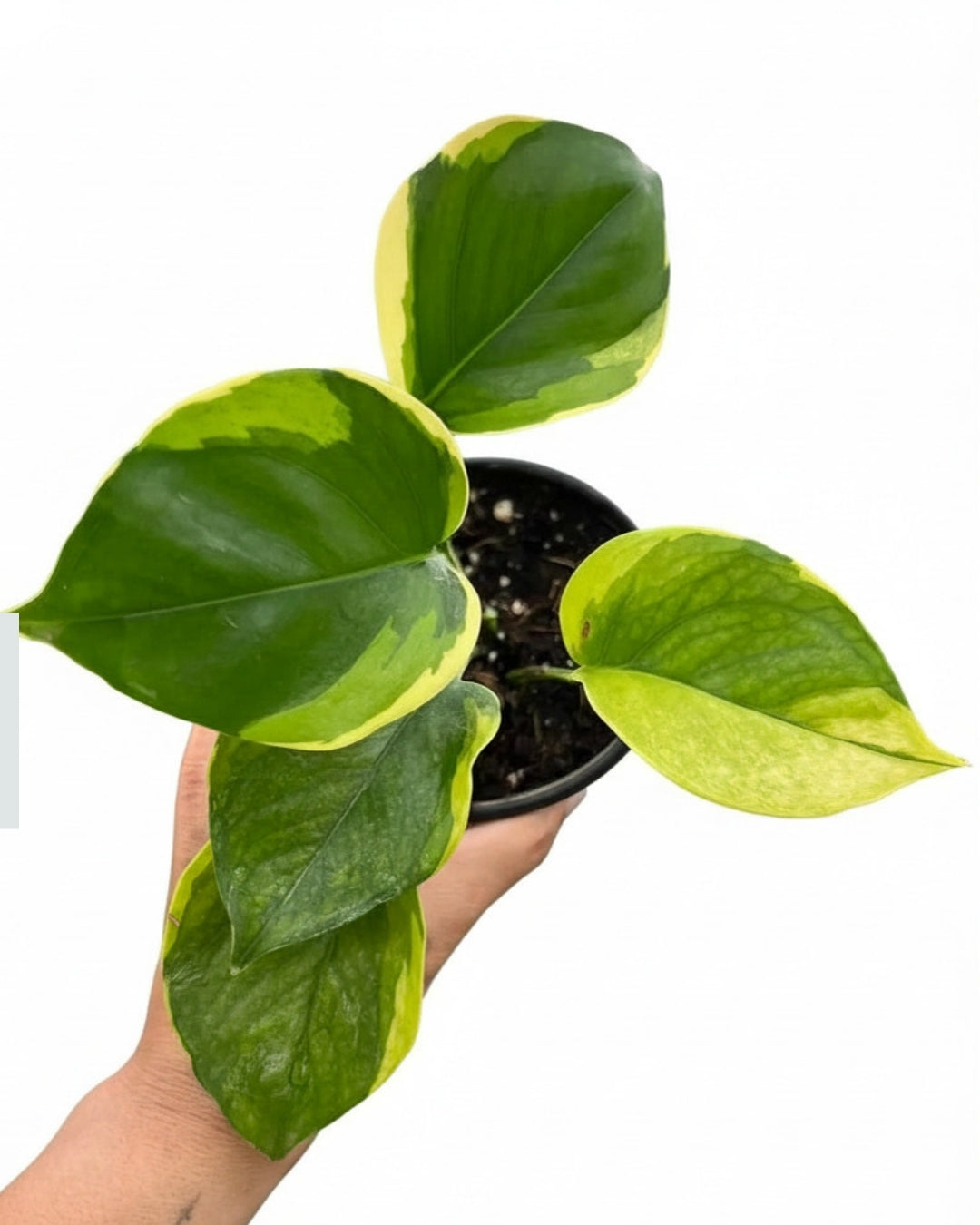 Epipremnum Poonsin Manjula “4