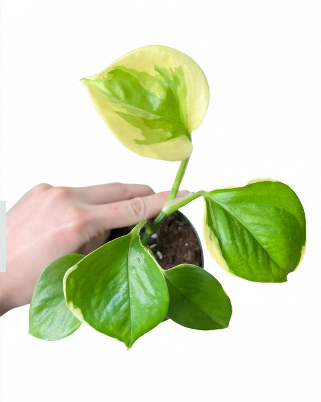 Epipremnum Poonsin Manjula “4