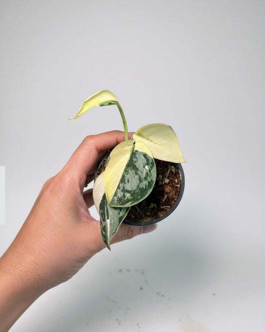 Scindapsus Mayari “4