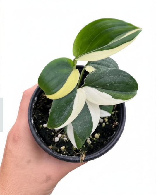 Scindapsus Blue Albo “4