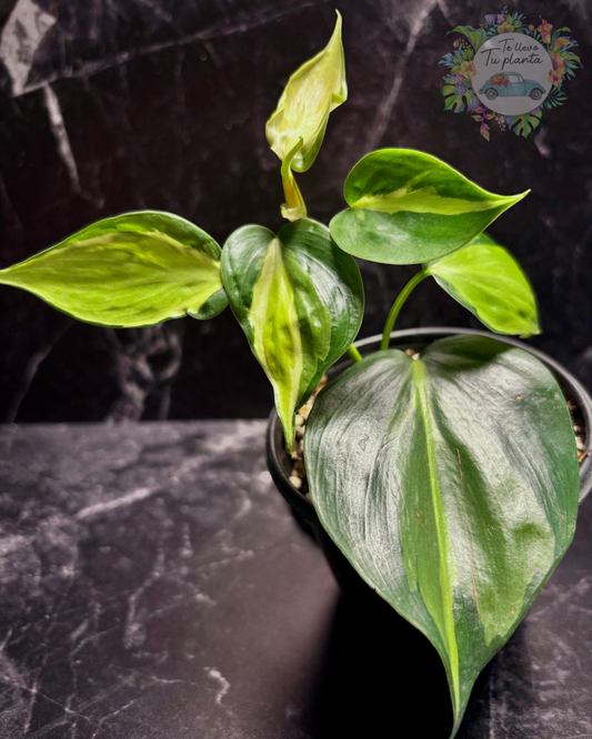 Philodendron Cream Splash “4