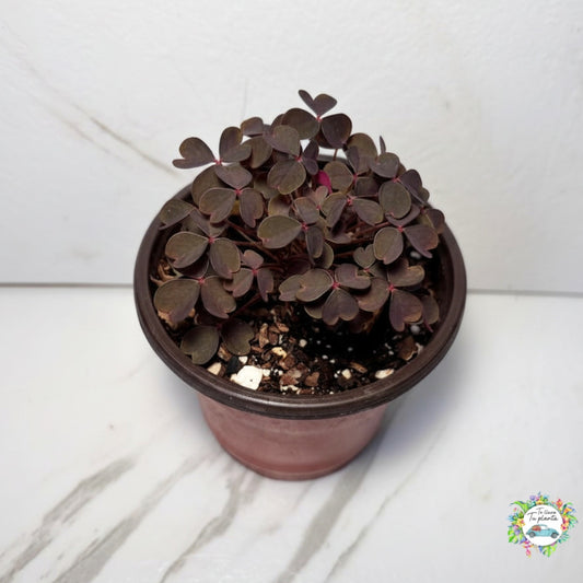 Oxalis Spiralis Vulcanicola “4