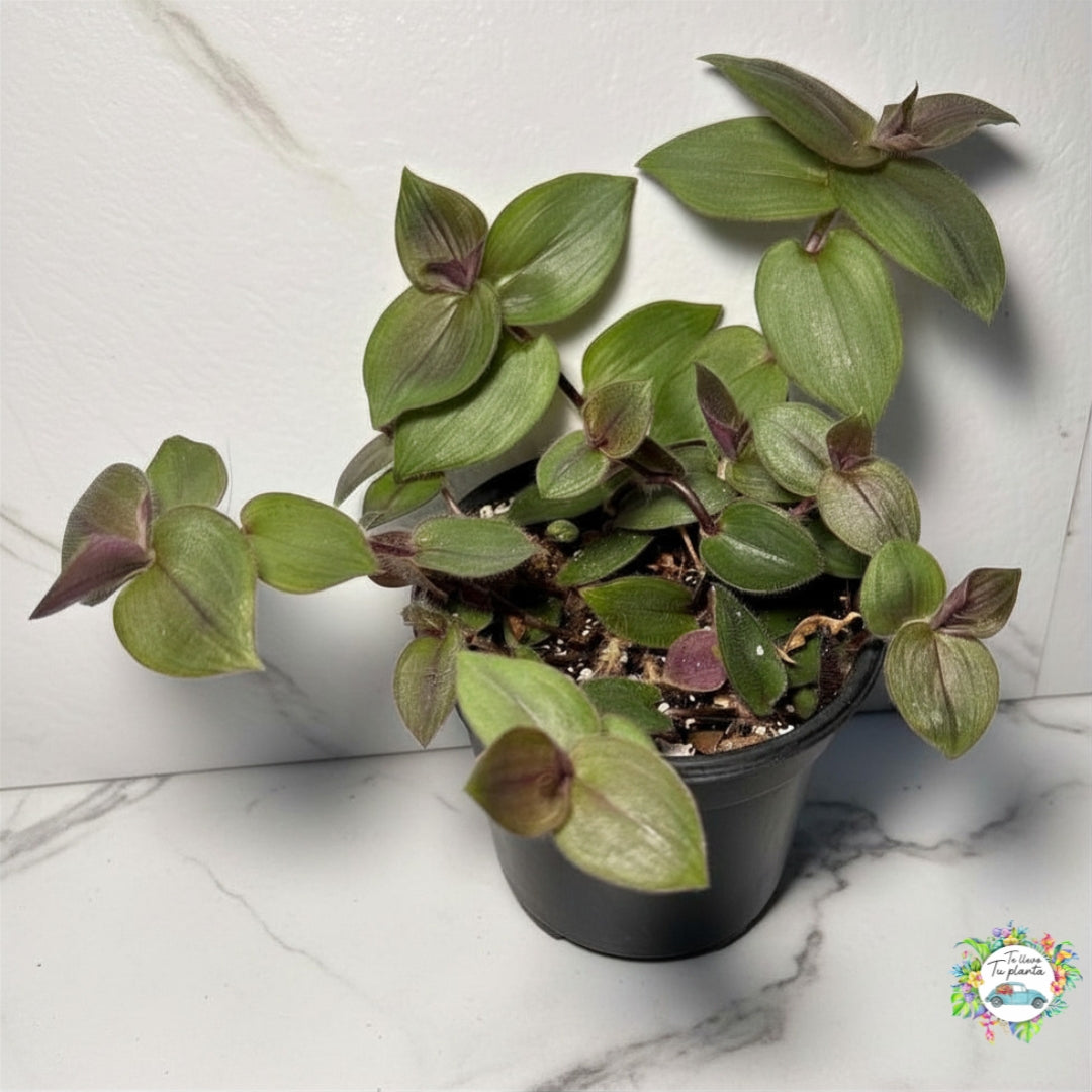Gibasis Geniculata Purple Plush “4