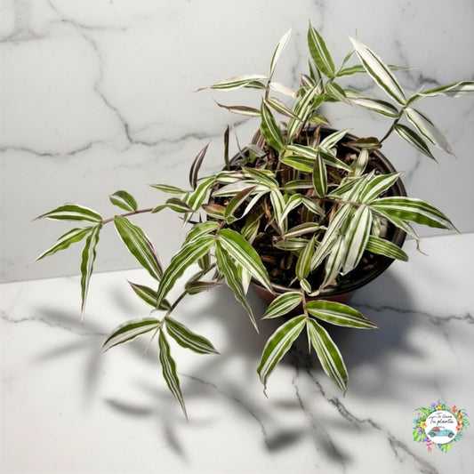 Oplismenus Hirtellus Variegado “5