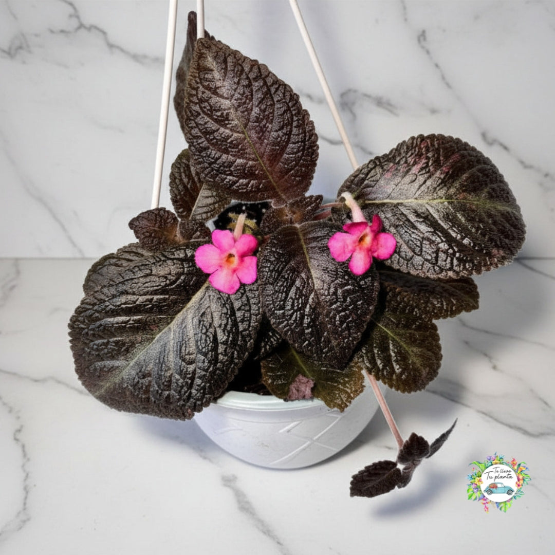 Episcia Colgante Flor rosa “7
