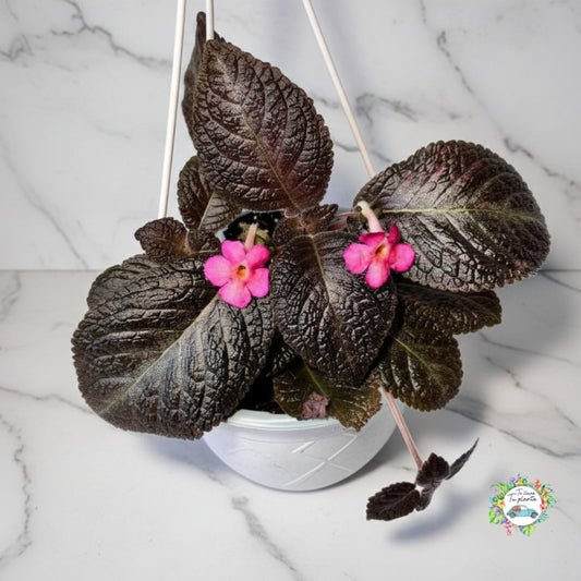 Episcia Colgante Flor rosa “7