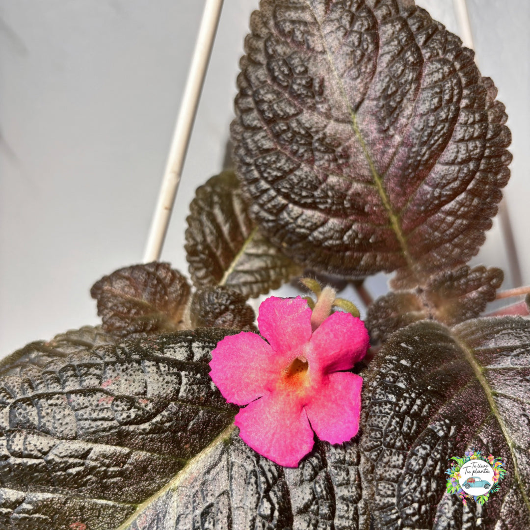 Episcia Colgante Flor rosa “7
