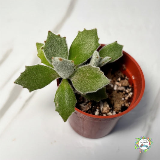Kalanchoe Behartii “2