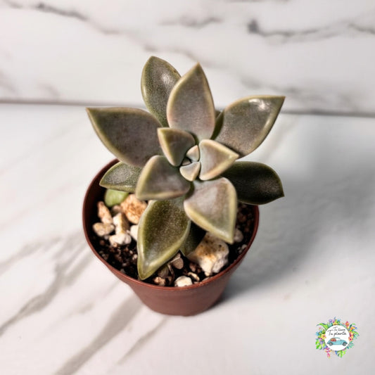 Echeveria Paraguayense “2