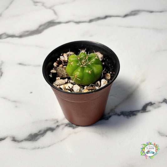 Gymnocalycium horstii “2