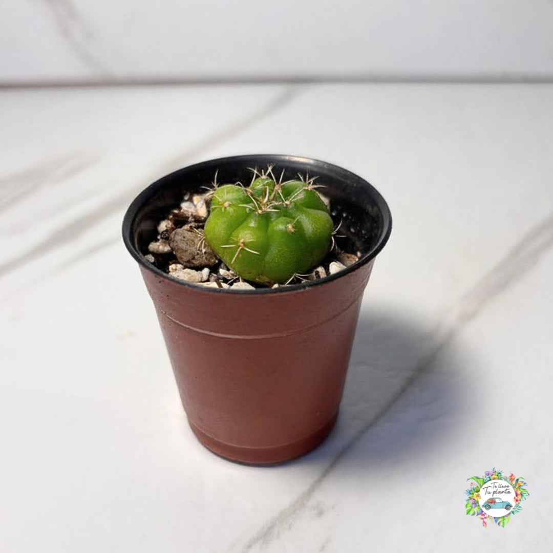 Gymnocalycium horstii “2