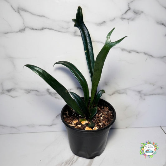 Helecho Microsorum Thailandicum “4