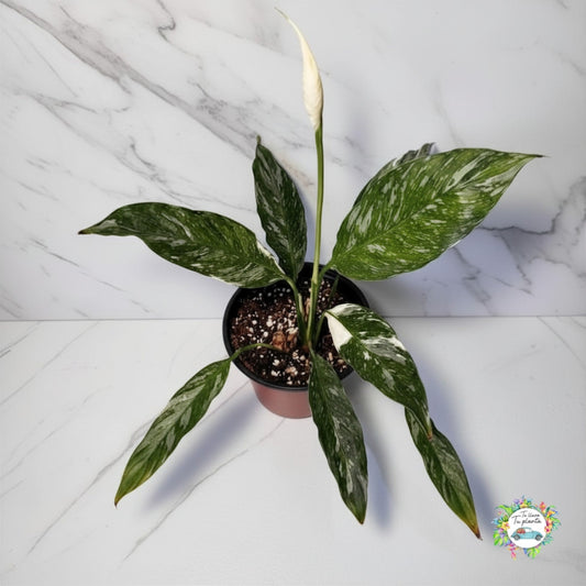 Spathiphyllum Variegado (Cuna de Moisés) “6