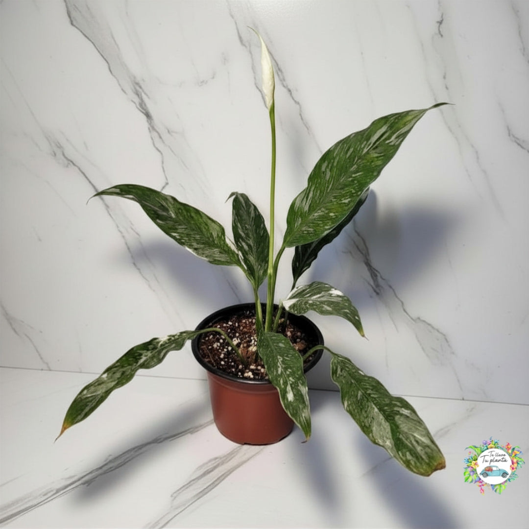 Spathiphyllum Variegado (Cuna de Moisés) “6