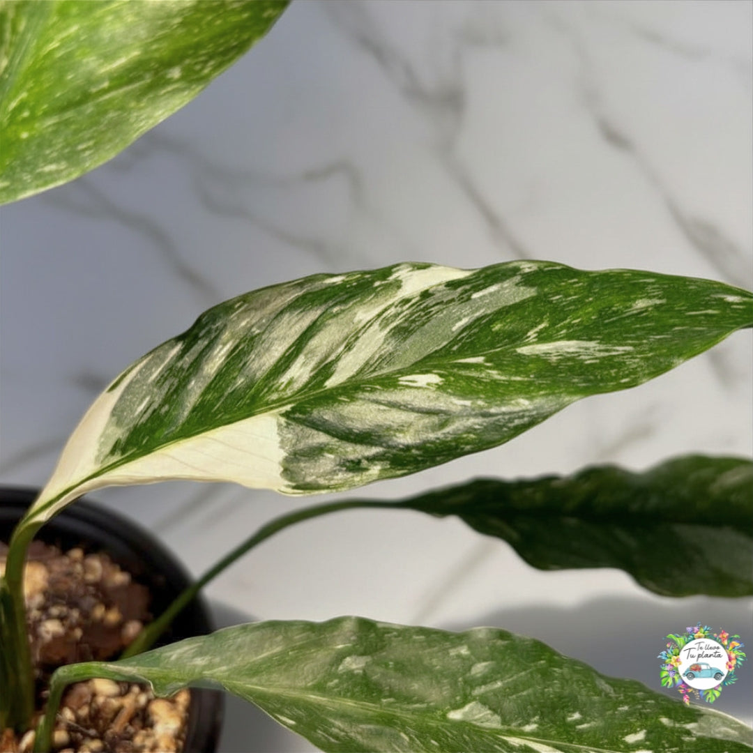 Spathiphyllum Variegado (Cuna de Moisés) “6