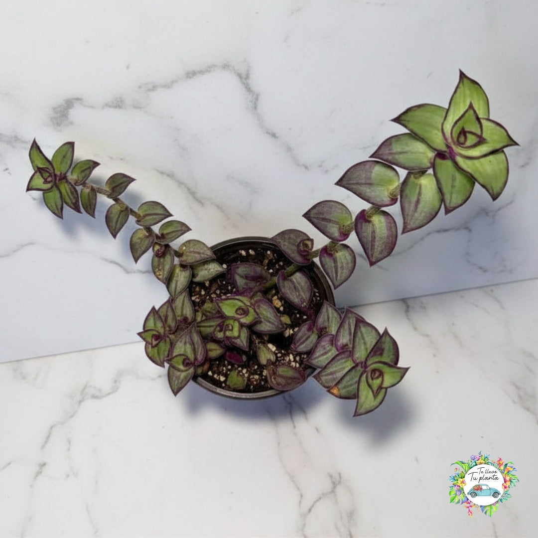 Tradescantia Dragon Tail “4