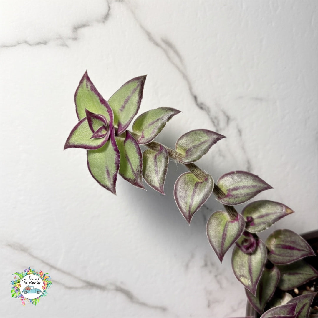 Tradescantia Dragon Tail “4