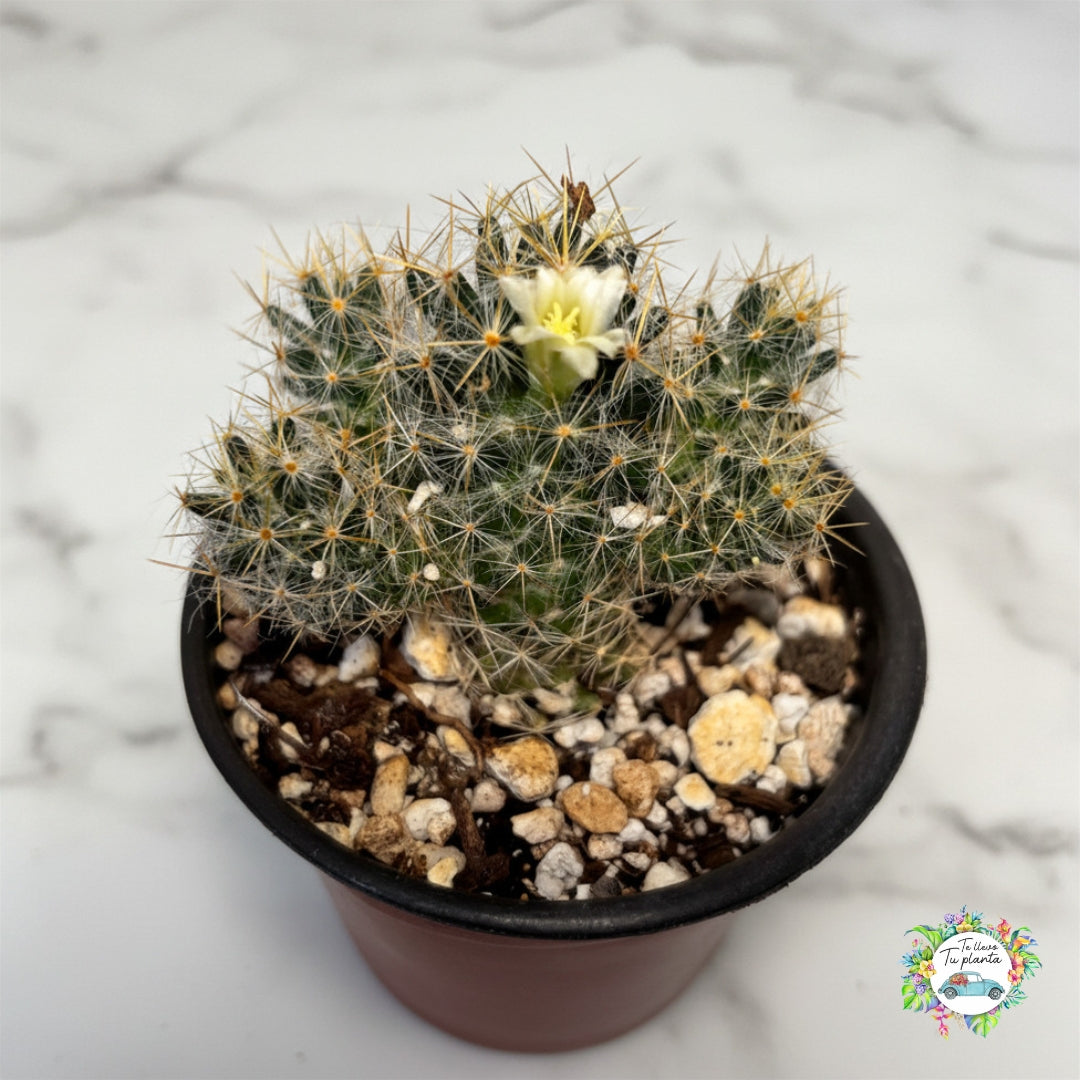 Cactus Mammillaria Prolifera “3