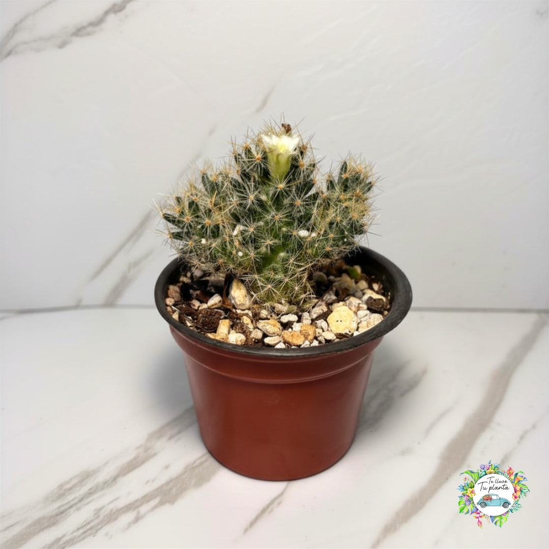 Cactus Mammillaria Prolifera “3