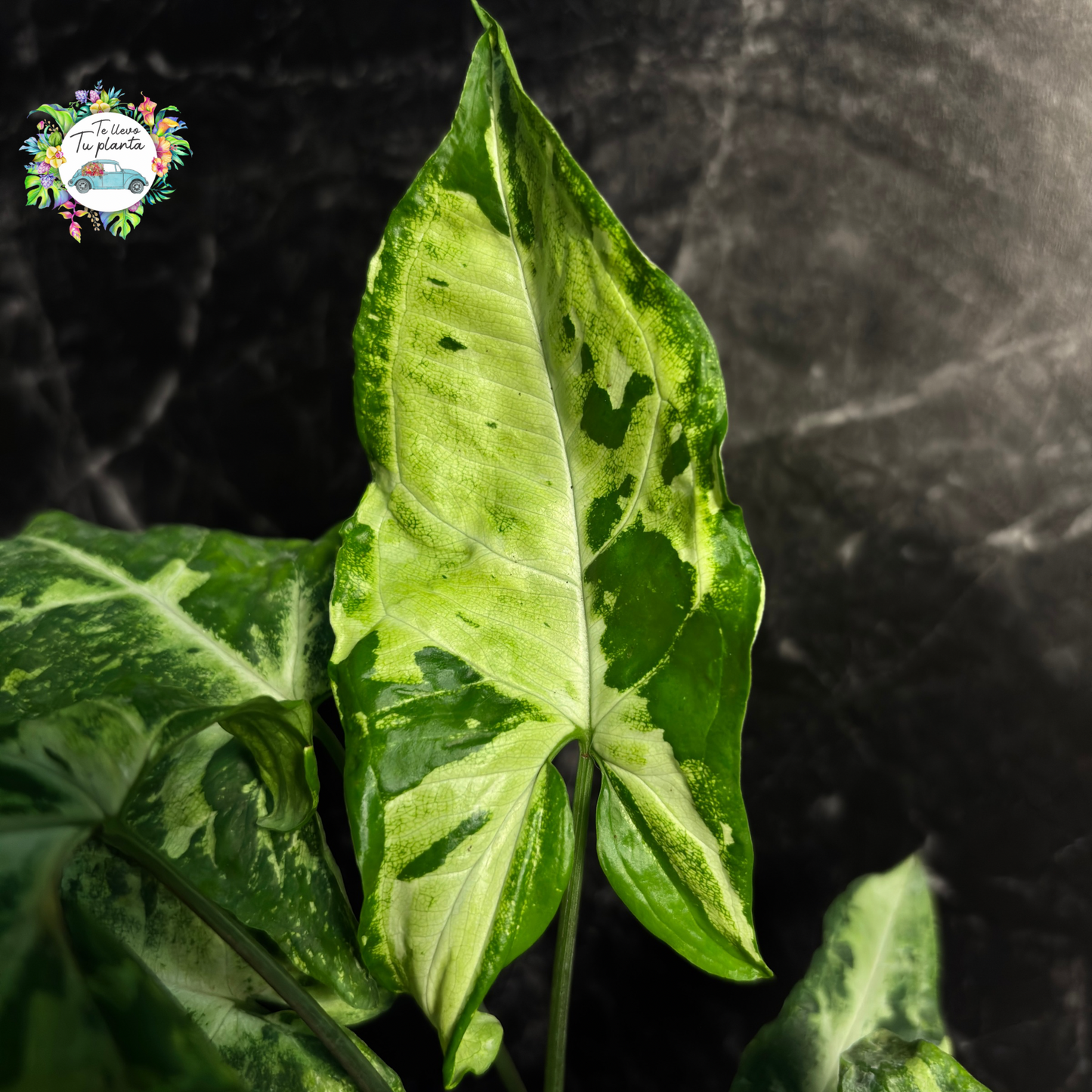 Syngonium Green Flecked "4