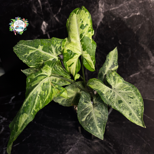 Syngonium Green Flecked "4