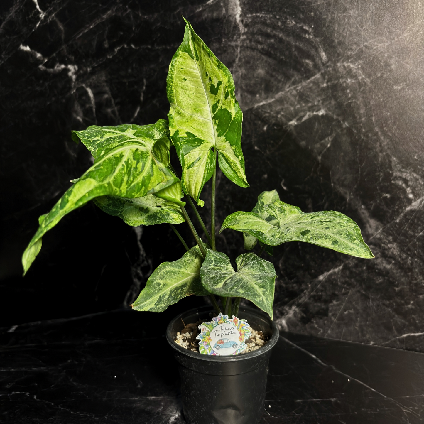 Syngonium Green Flecked "4