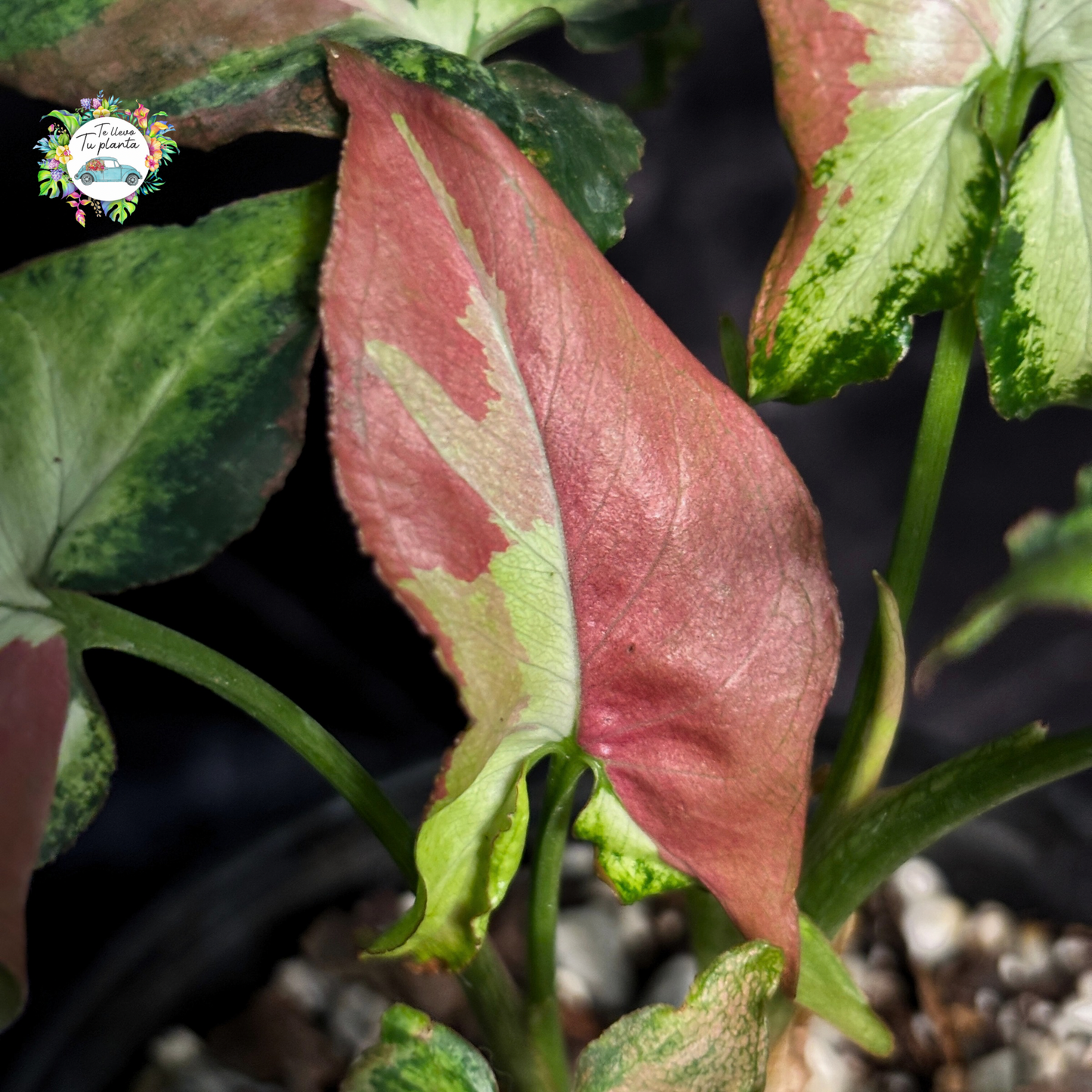 Syngonium Orm Nagpum “4