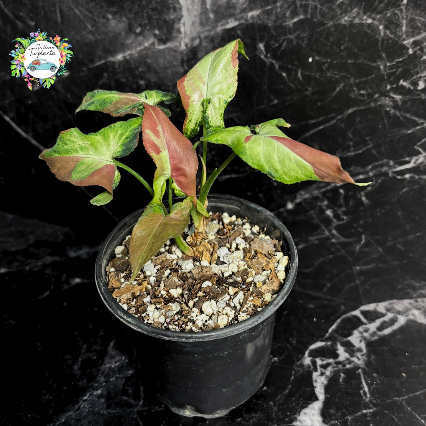 Syngonium Orm Nagpum “4