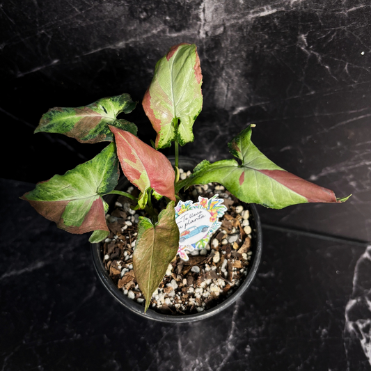 Syngonium Orm Nagpum “4