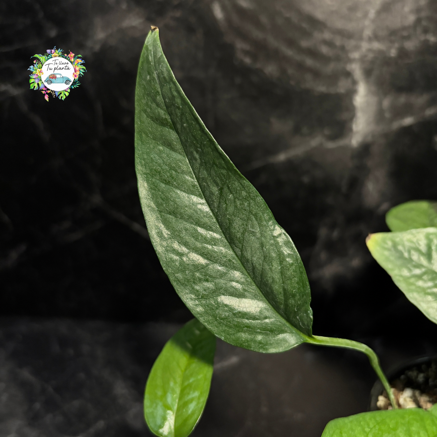 Epipremnum Pinattum Cebu Blue “4