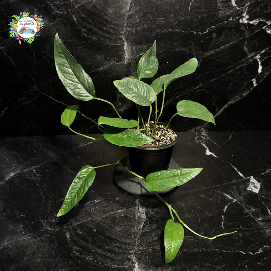Epipremnum Pinattum Cebu Blue “4