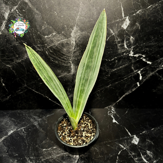 Sansevieria Sayuri #5