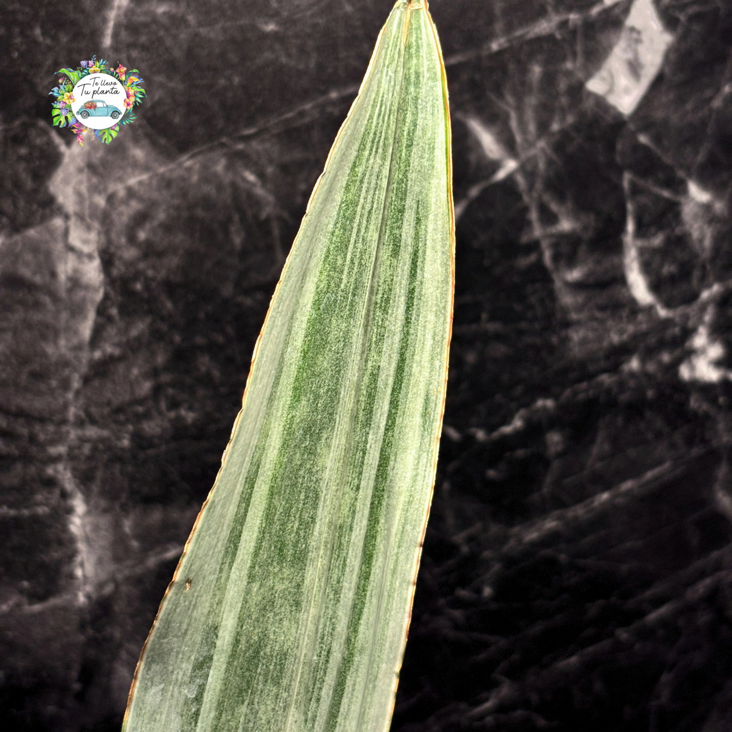 Sansevieria Sayuri #5