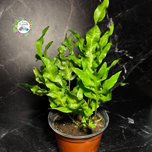 Helecho Polypodium Twister (green wave o curly)
